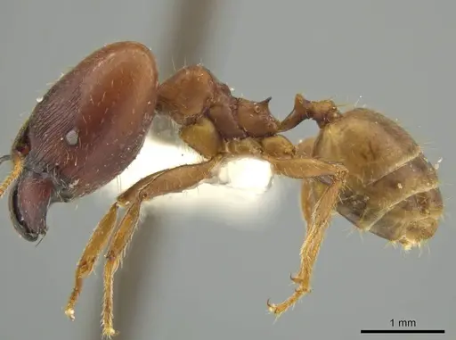 Pheidole superba specimen JTLC000016545 image jtlc000016545_3