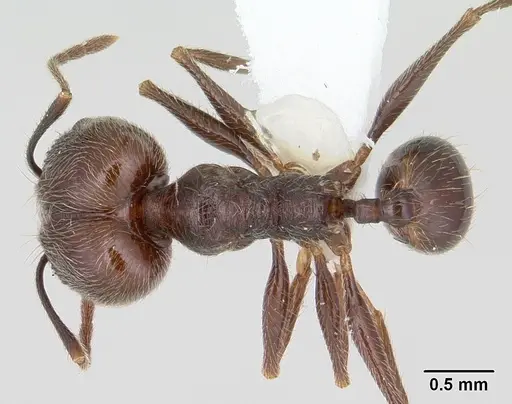Pheidole susannae specimen CASENT0178039 image casent0178039_1