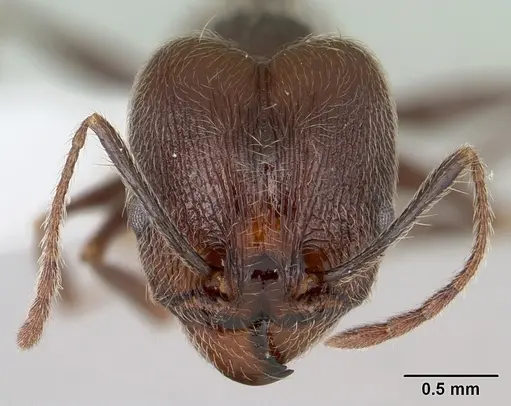 Pheidole susannae specimen CASENT0178039 image casent0178039_2
