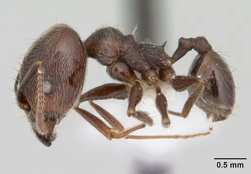 Pheidole susannae specimen CASENT0178039 image casent0178039_3