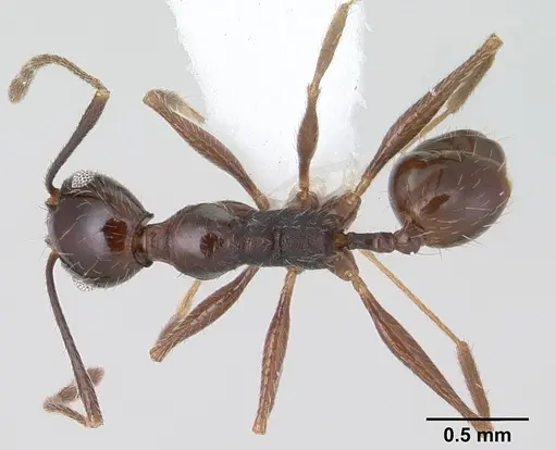 Pheidole susannae specimen CASENT0178040 image casent0178040_1