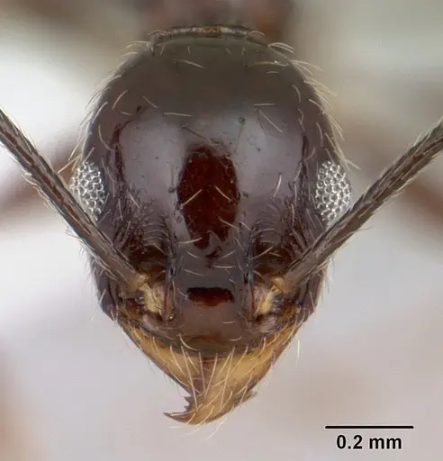 Pheidole susannae specimen CASENT0178040 image casent0178040_2