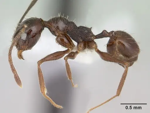 Pheidole susannae specimen CASENT0178040 image casent0178040_3