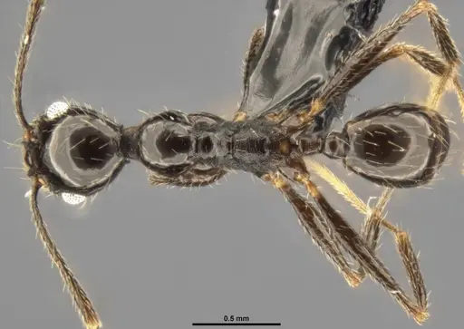 Pheidole susannae specimen CASENT0282692 image casent0282692_1