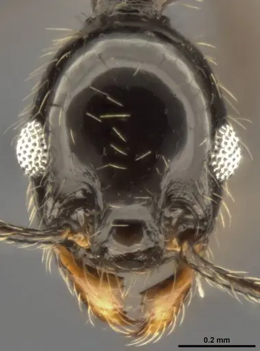 Pheidole susannae specimen CASENT0282692 image casent0282692_2