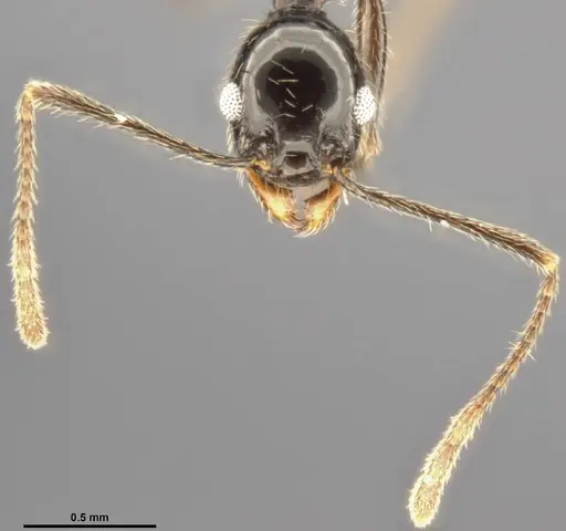 Pheidole susannae specimen CASENT0282692 image casent0282692_3