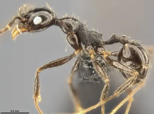 Pheidole susannae specimen CASENT0282692 image casent0282692_4