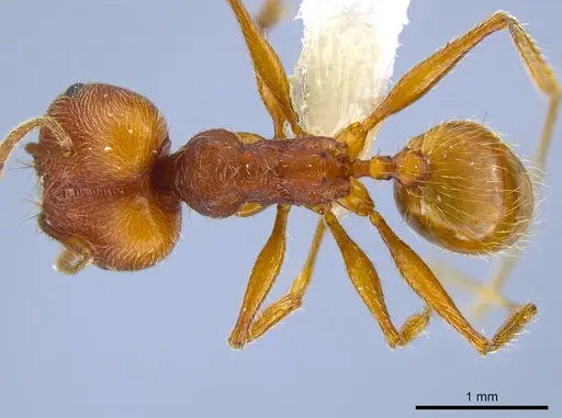 Pheidole susannae specimen CASENT0633455 image casent0633455_1