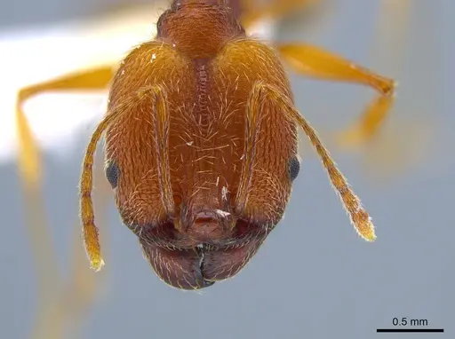 Pheidole susannae specimen CASENT0633455 image casent0633455_2