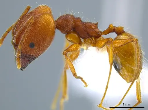 Pheidole susannae specimen CASENT0633455 image casent0633455_3