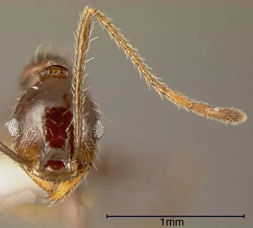 Pheidole susannae specimen CASENT0635534 image casent0635534_1
