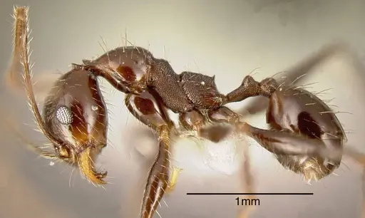 Pheidole susannae specimen CASENT0635534 image casent0635534_2