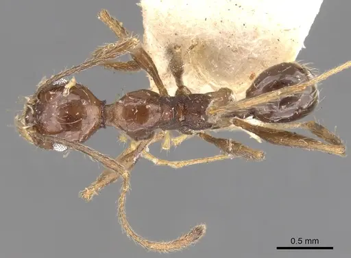 Pheidole susannae specimen CASENT0901591 image casent0901591_1