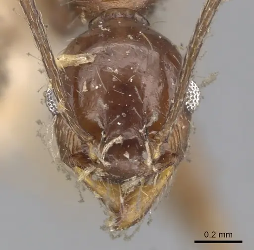 Pheidole susannae specimen CASENT0901591 image casent0901591_2