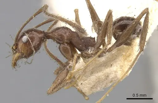 Pheidole susannae specimen CASENT0901591 image casent0901591_3