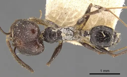 Pheidole susannae specimen CASENT0901592 image casent0901592_1