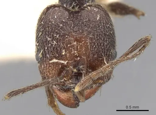Pheidole susannae specimen CASENT0901592 image casent0901592_2