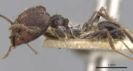 Pheidole susannae specimen CASENT0901592 image casent0901592_3