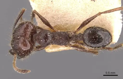 Pheidole susannae specimen CASENT0908122 image casent0908122_1