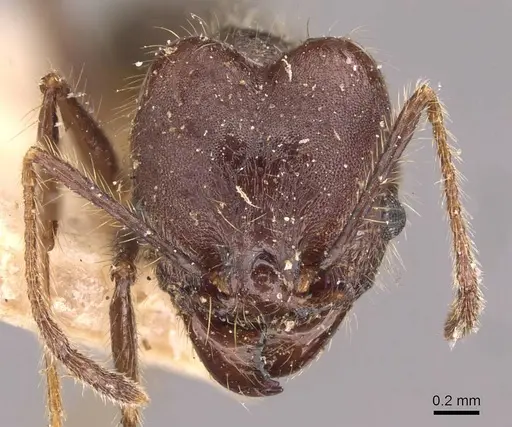 Pheidole susannae specimen CASENT0908122 image casent0908122_2