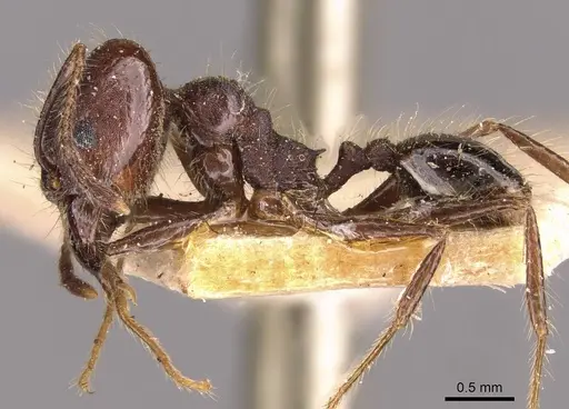 Pheidole susannae specimen CASENT0908122 image casent0908122_3