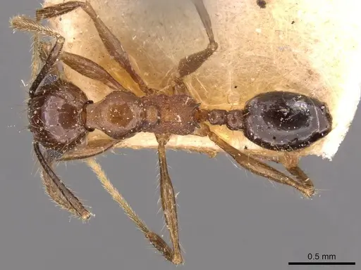 Pheidole susannae specimen CASENT0908123 image casent0908123_1