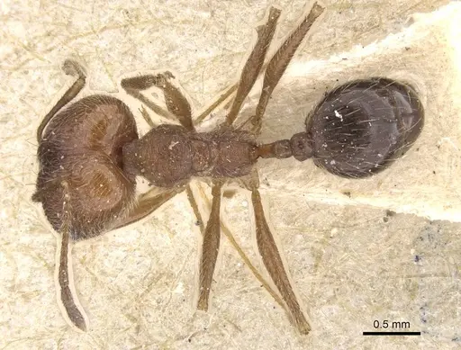 Pheidole susannae specimen CASENT0913456 image casent0913456_1