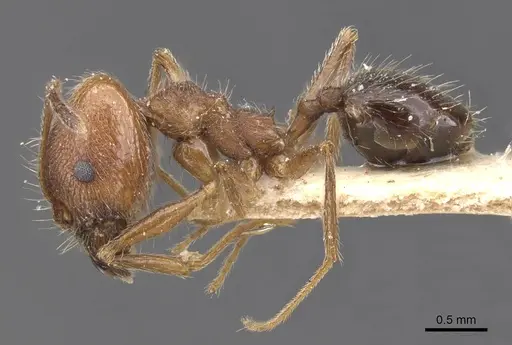 Pheidole susannae specimen CASENT0913456 image casent0913456_3
