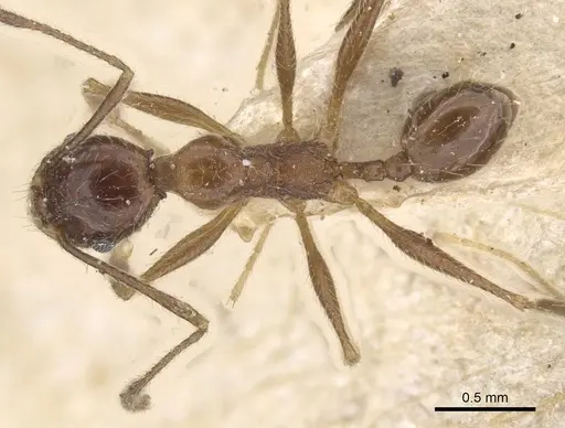 Pheidole susannae specimen CASENT0913457 image casent0913457_1