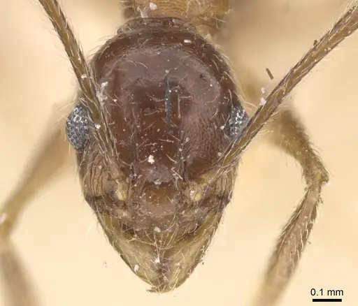 Pheidole susannae specimen CASENT0913457 image casent0913457_2