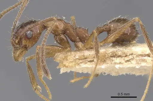 Pheidole susannae specimen CASENT0913457 image casent0913457_3
