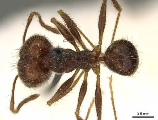 Pheidole susannae specimen CASENT0916067 image casent0916067_1