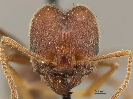 Pheidole susannae specimen CASENT0916067 image casent0916067_2