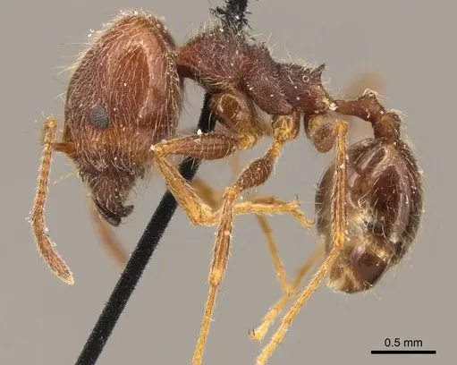 Pheidole susannae specimen CASENT0916067 image casent0916067_3