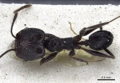 Pheidole susannae specimen CASENT0916621 image casent0916621_1