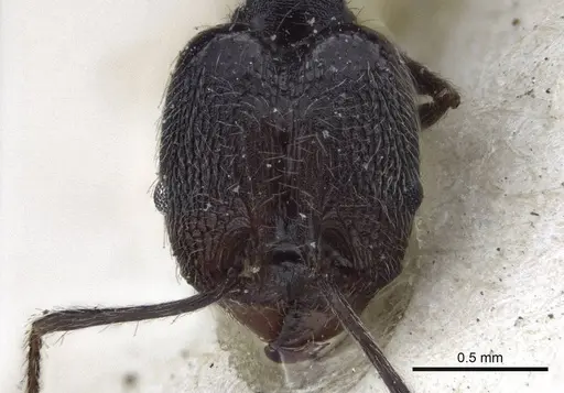 Pheidole susannae specimen CASENT0916621 image casent0916621_2