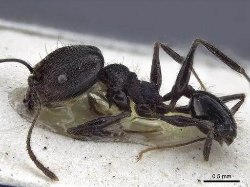 Pheidole susannae specimen CASENT0916621 image casent0916621_3