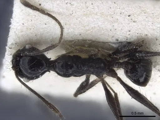 Pheidole susannae specimen CASENT0916622 image casent0916622_1