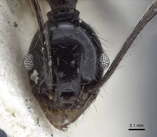 Pheidole susannae specimen CASENT0916622 image casent0916622_2