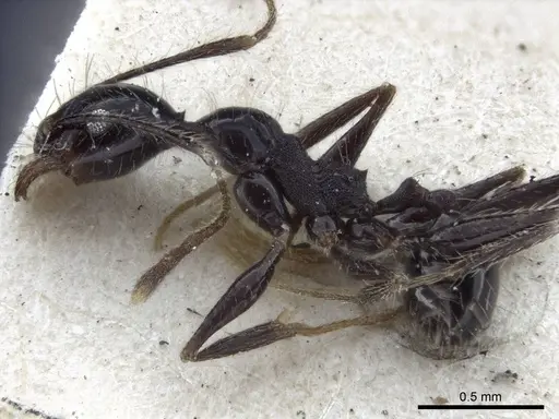 Pheidole susannae specimen CASENT0916622 image casent0916622_3