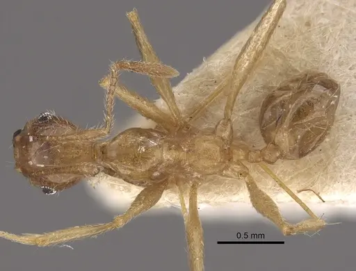 Pheidole susannae specimen CASENT0917788 image casent0917788_1