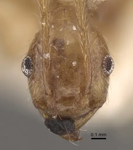 Pheidole susannae specimen CASENT0917788 image casent0917788_2