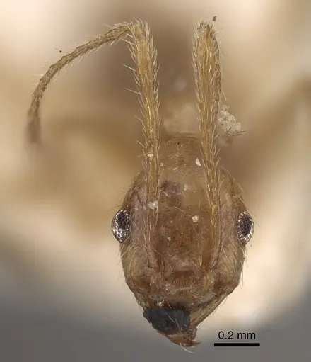 Pheidole susannae specimen CASENT0917788 image casent0917788_3
