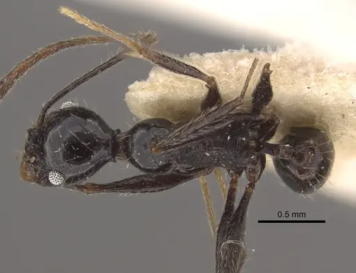 Pheidole susannae specimen CASENT0917789 image casent0917789_1