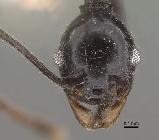 Pheidole susannae specimen CASENT0917789 image casent0917789_2