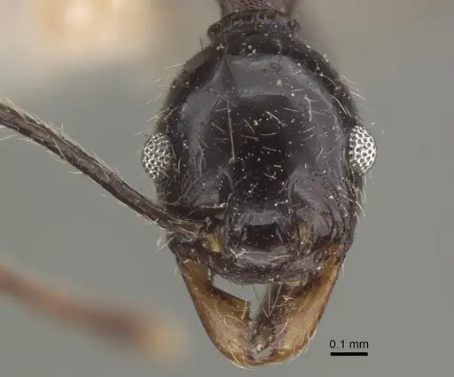 Pheidole susannae specimen CASENT0917789 image casent0917789_3