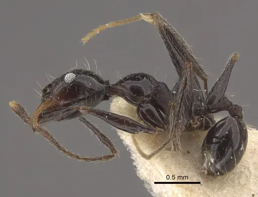 Pheidole susannae specimen CASENT0917789 image casent0917789_4