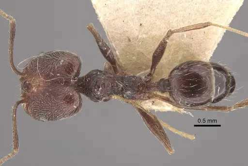 Pheidole susannae specimen CASENT0917790 image casent0917790_1