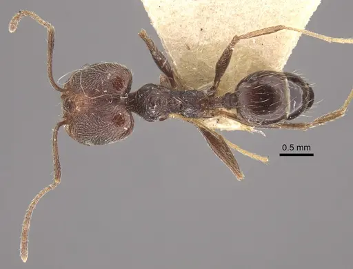 Pheidole susannae specimen CASENT0917790 image casent0917790_2