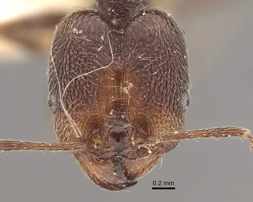 Pheidole susannae specimen CASENT0917790 image casent0917790_3